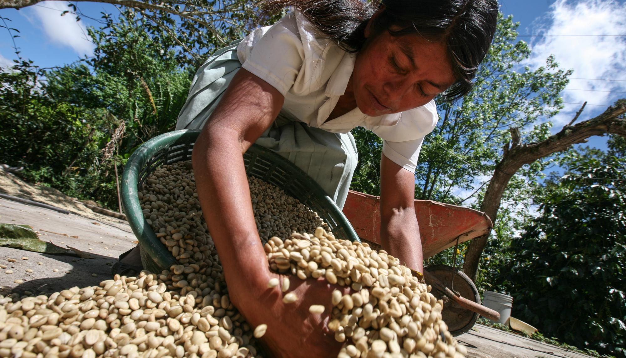 portada informe coordinadora estatal comercio justo